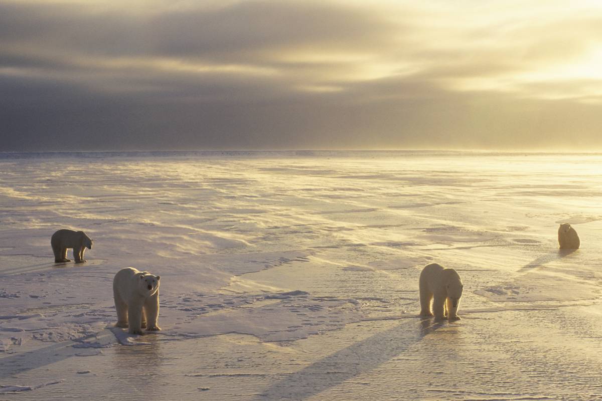 A group of four polar bears lit by the golden sun.