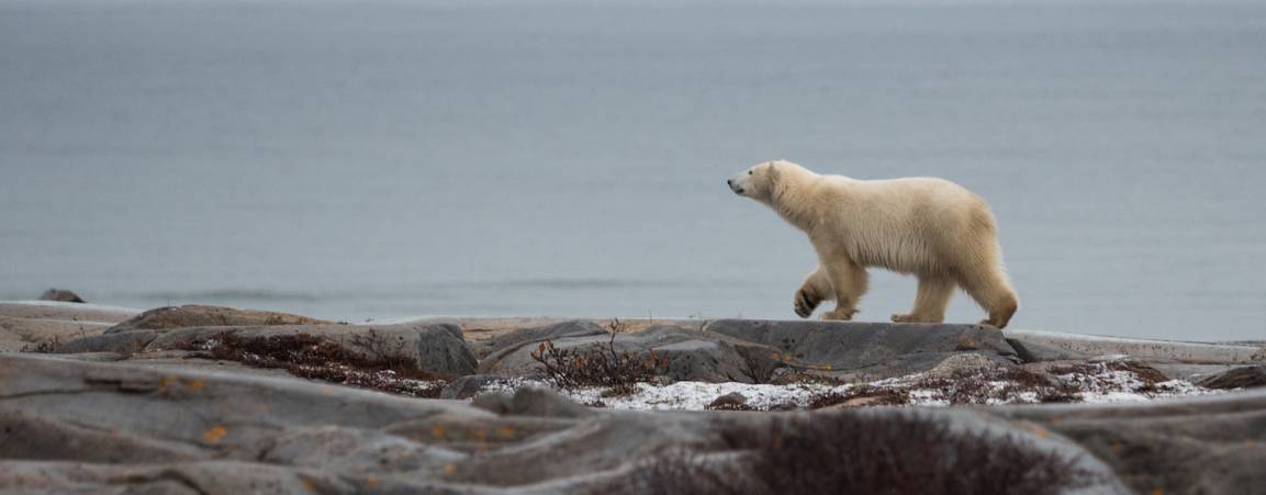 A polar bear walking on rocks near open water