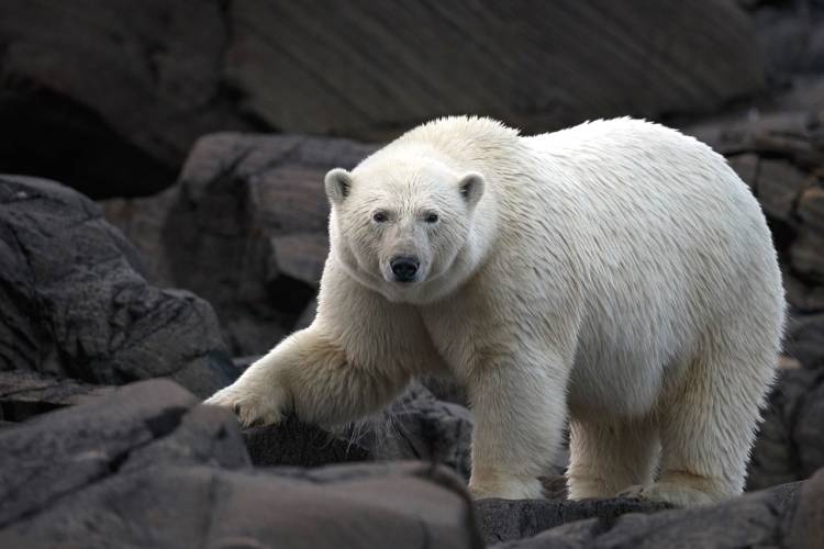 Polar bear posing on rocks image