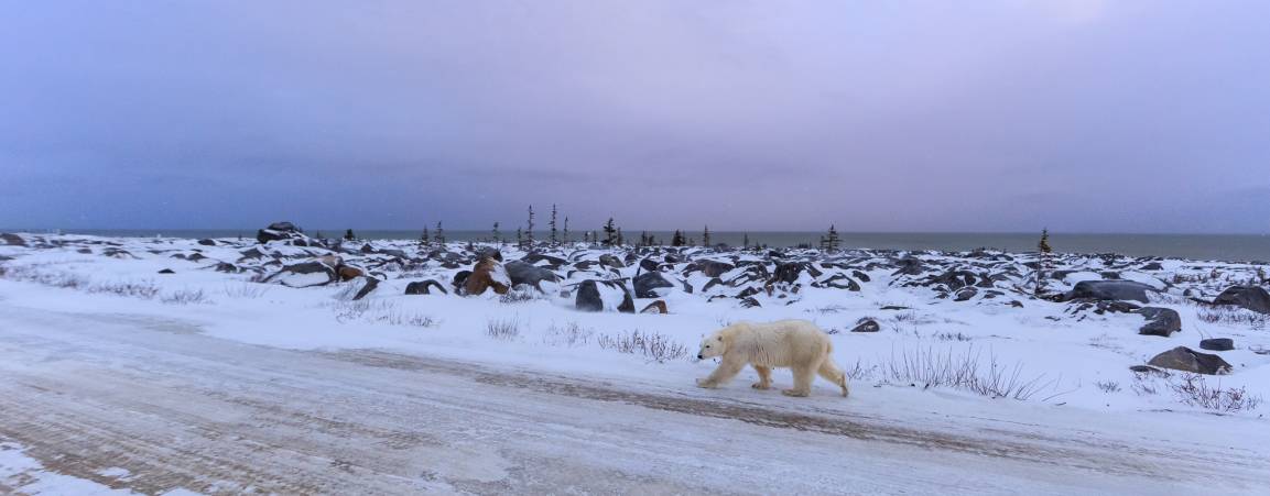 Polar bear near a town road