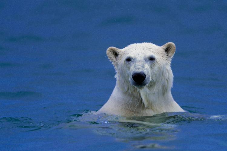 A polar bear peeking its head out of the water