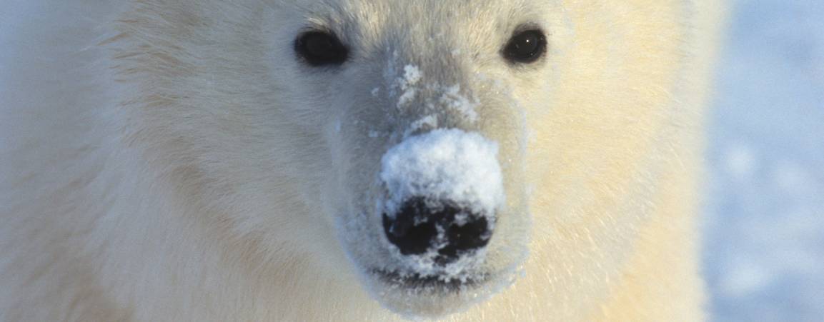 Close-up of polar bear's face