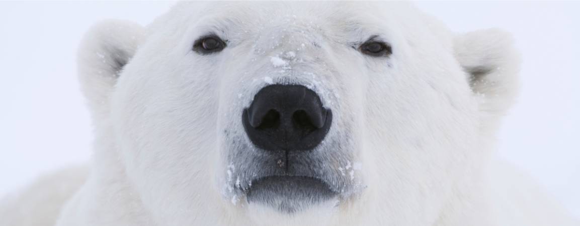 Close-up of polar bear face