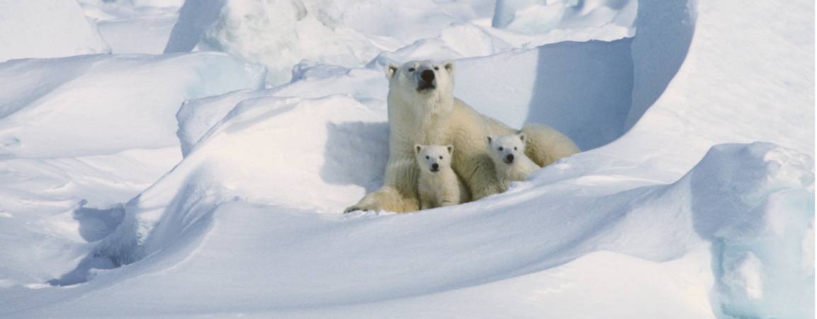 A mother polar bear with her two cubs sitting in a den of snow