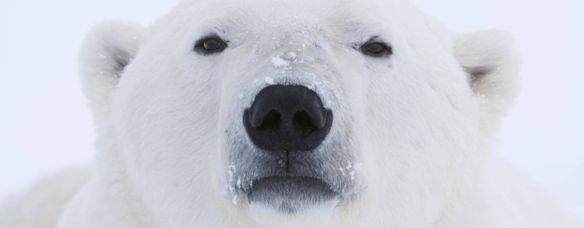 Polar bear staring forward at the camera