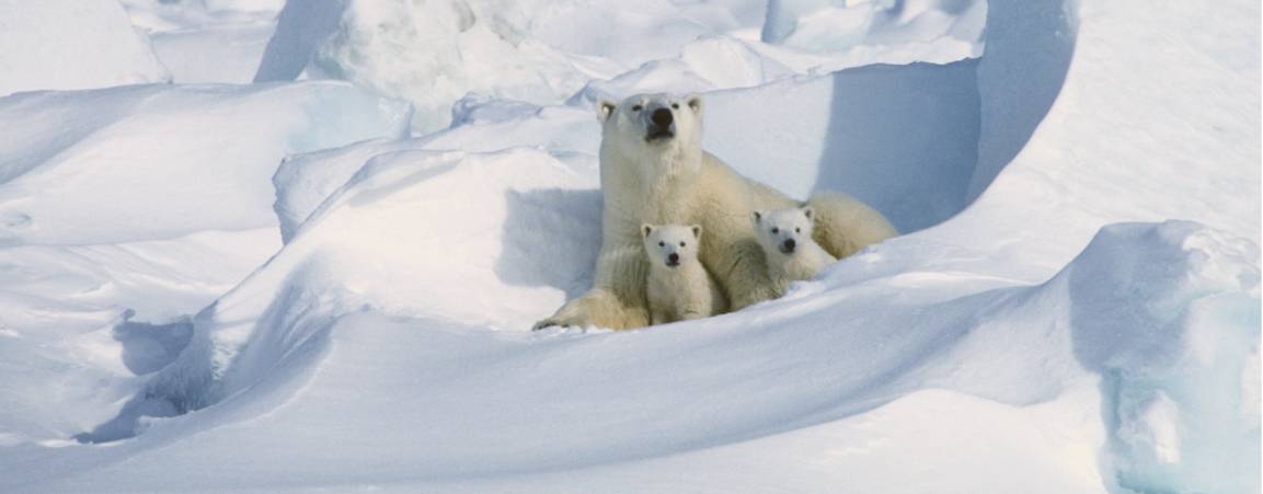 A mother bear and her two cubs peeking out of a snowdrift