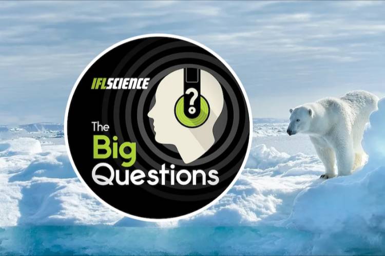 IFLScience's podcast logo with a polar bear