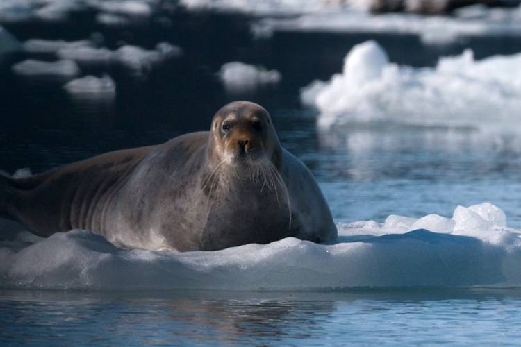 A seal resting on an ice floe.