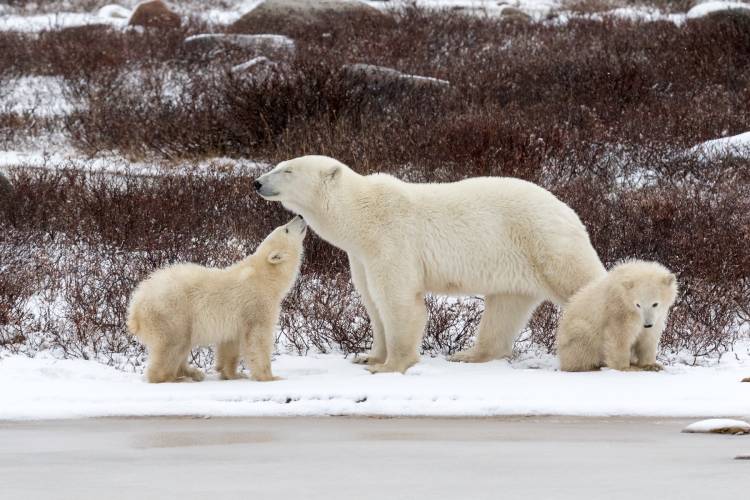 A polar bear mom and twin cubs