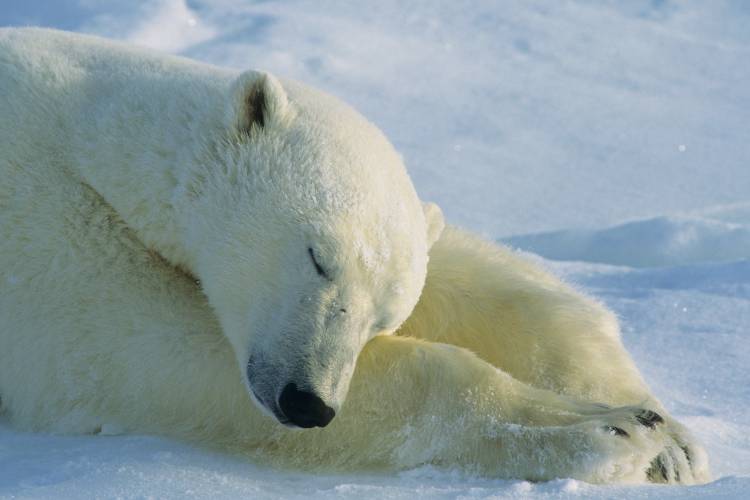 Polar bear sleeping on paws
