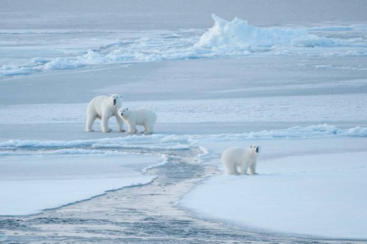 Zoomed out view of 3 polar bears on sea ice