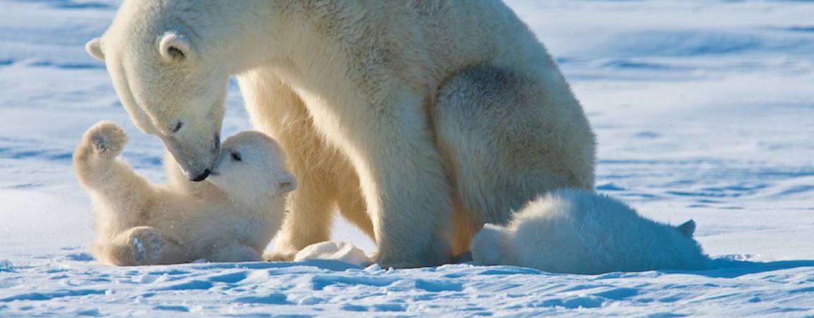 Mama bear nestling her cub