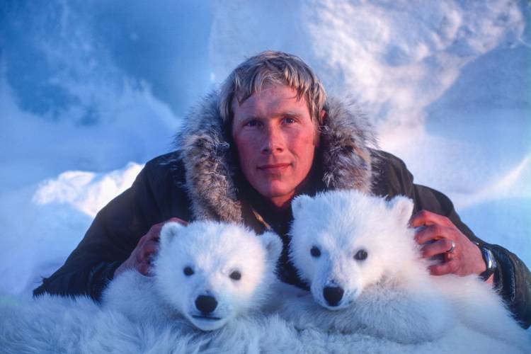 Polar bear biologist Steve Amstrup with two polar bear cubs