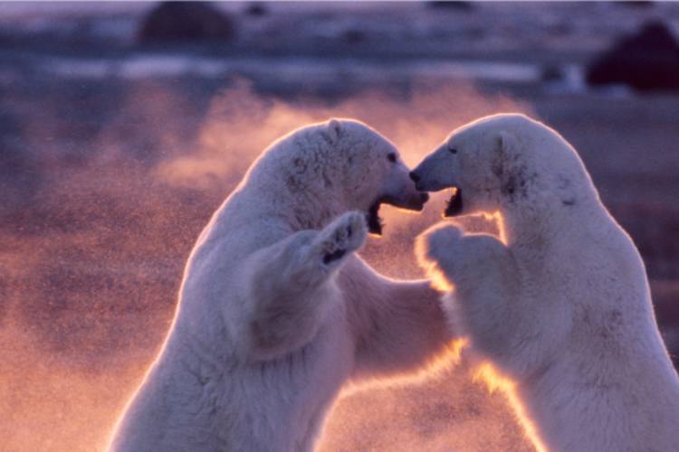Two polar bears play fighting 