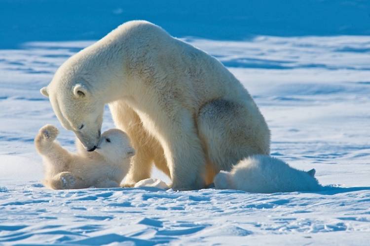 A polar bear mom and her cub snuggle