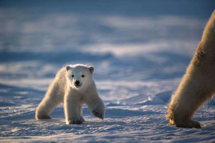 A tiny polar bear cub follows his or her mom on the sea ice