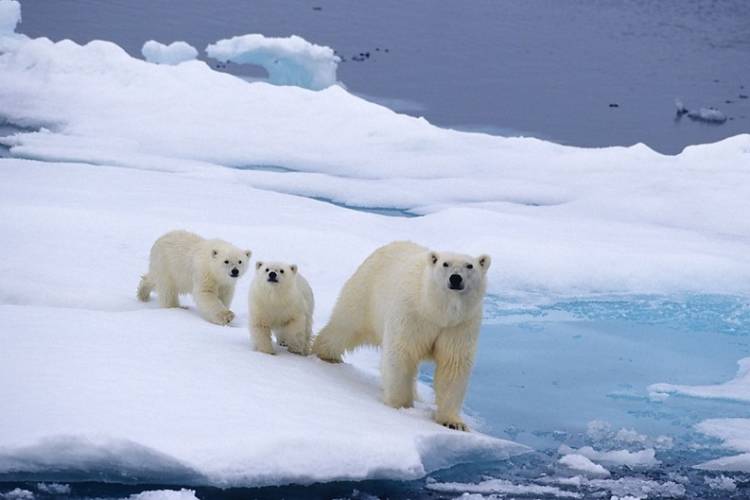A mom and her two cubs on a patch of sea ice