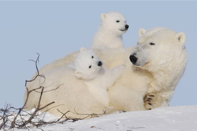 A mother bear laying down with her two cubs on either side of her