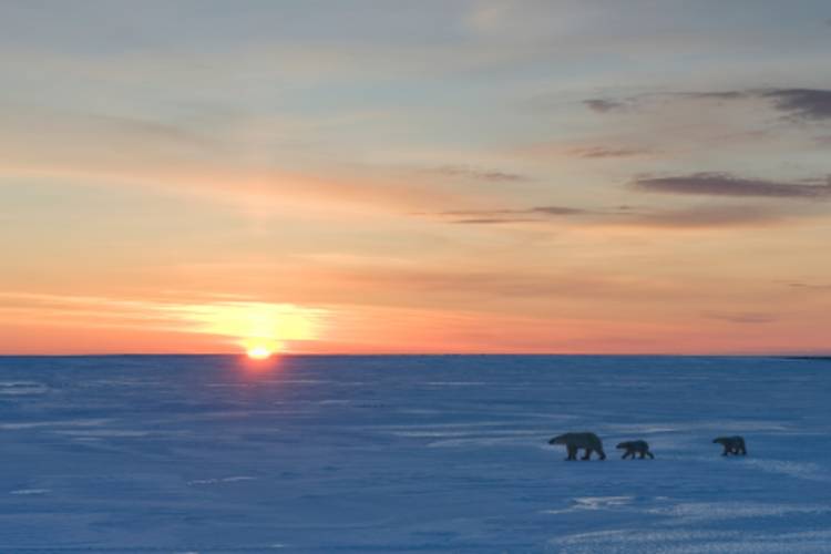 Three polar bears traveling across the tundra as the sun goes down